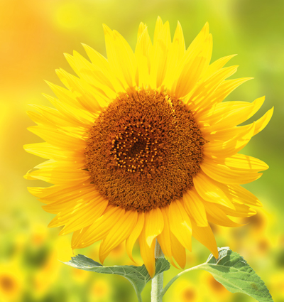 AS 76362209 Lukiyanova Natalia Eine weichgezeichnete Sonnenblume