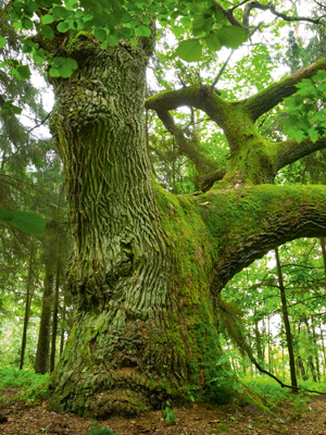 Moosbewachsene, knorrige Eiche im Wald
