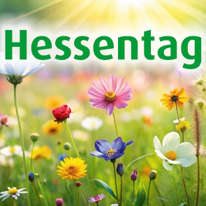 Eine sonnenbeschienene Wiese mit bunten Blumen
