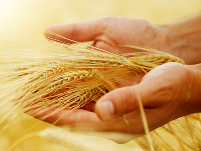 Hände halten Getreide-Ähren